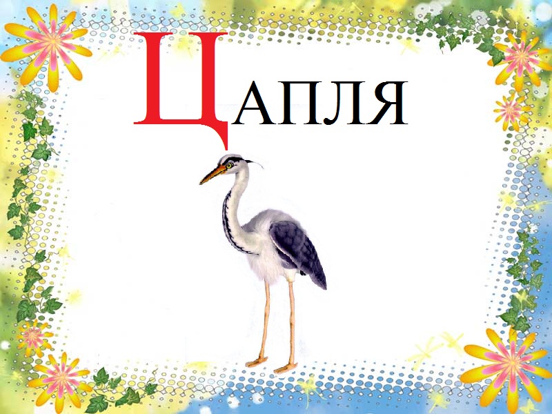 Картинки про букву Ц детям — учим русский алфавит